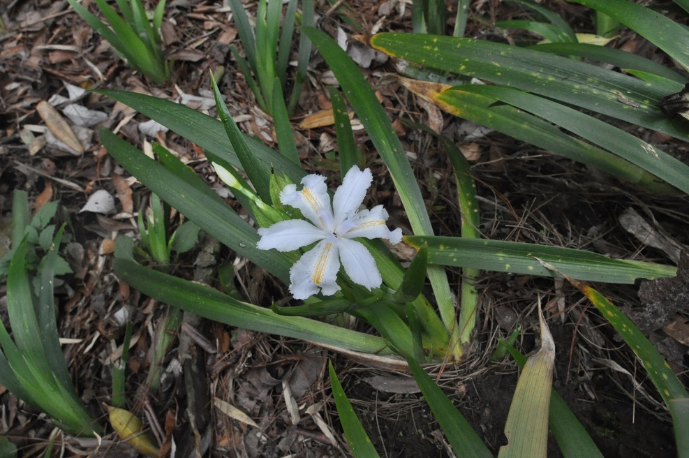 Изображение особи Iris japonica.