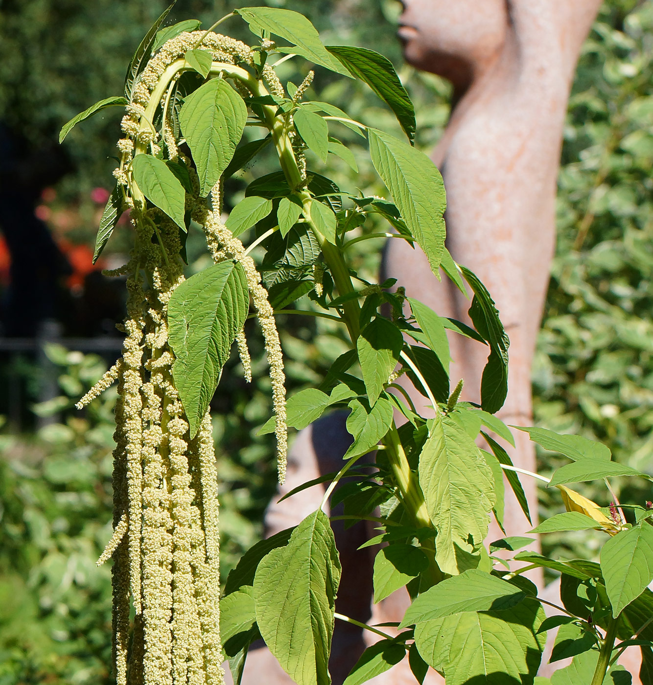 Image of Amaranthus caudatus specimen.