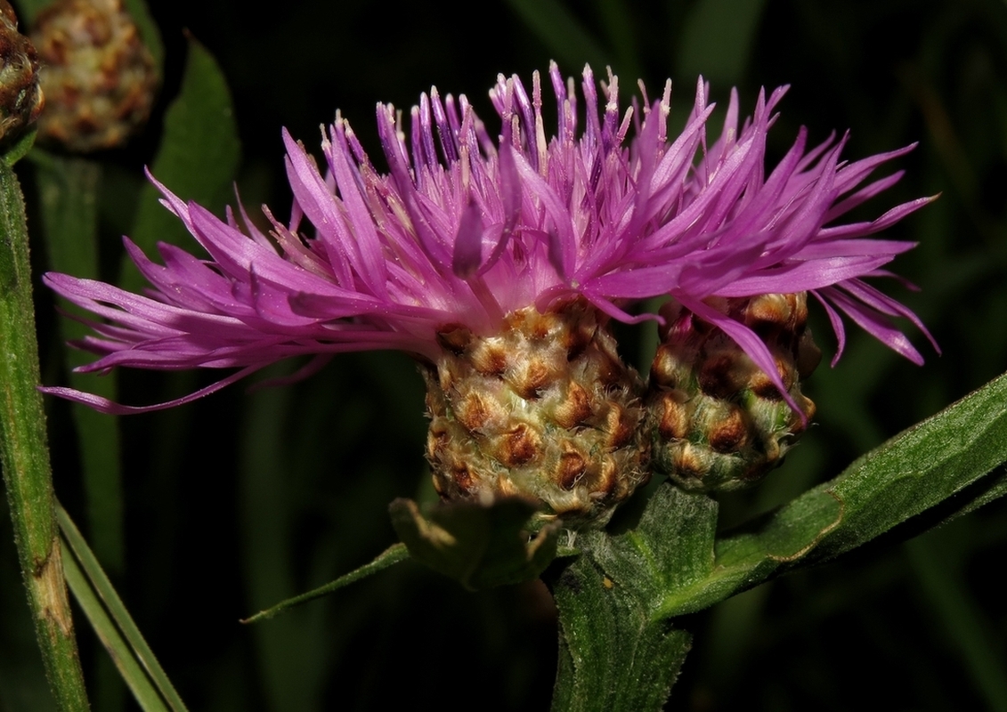 Изображение особи Centaurea jacea.