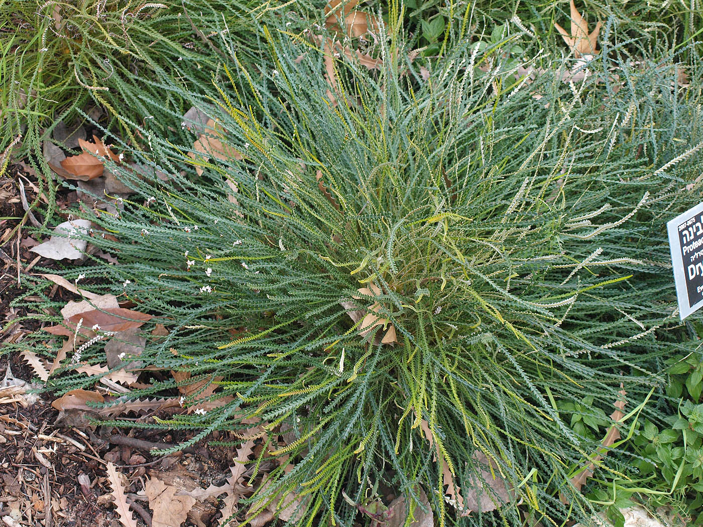Image of Dryandra nivea specimen.