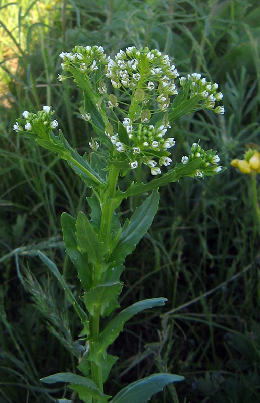 Image of Thlaspi arvense specimen.