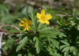 Anemone ranunculoides