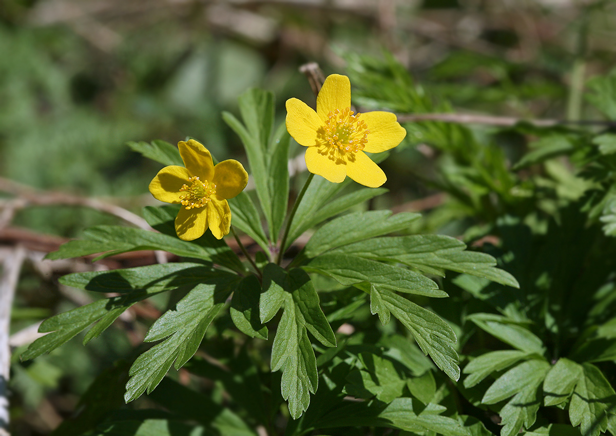 Image of Anemone ranunculoides specimen.