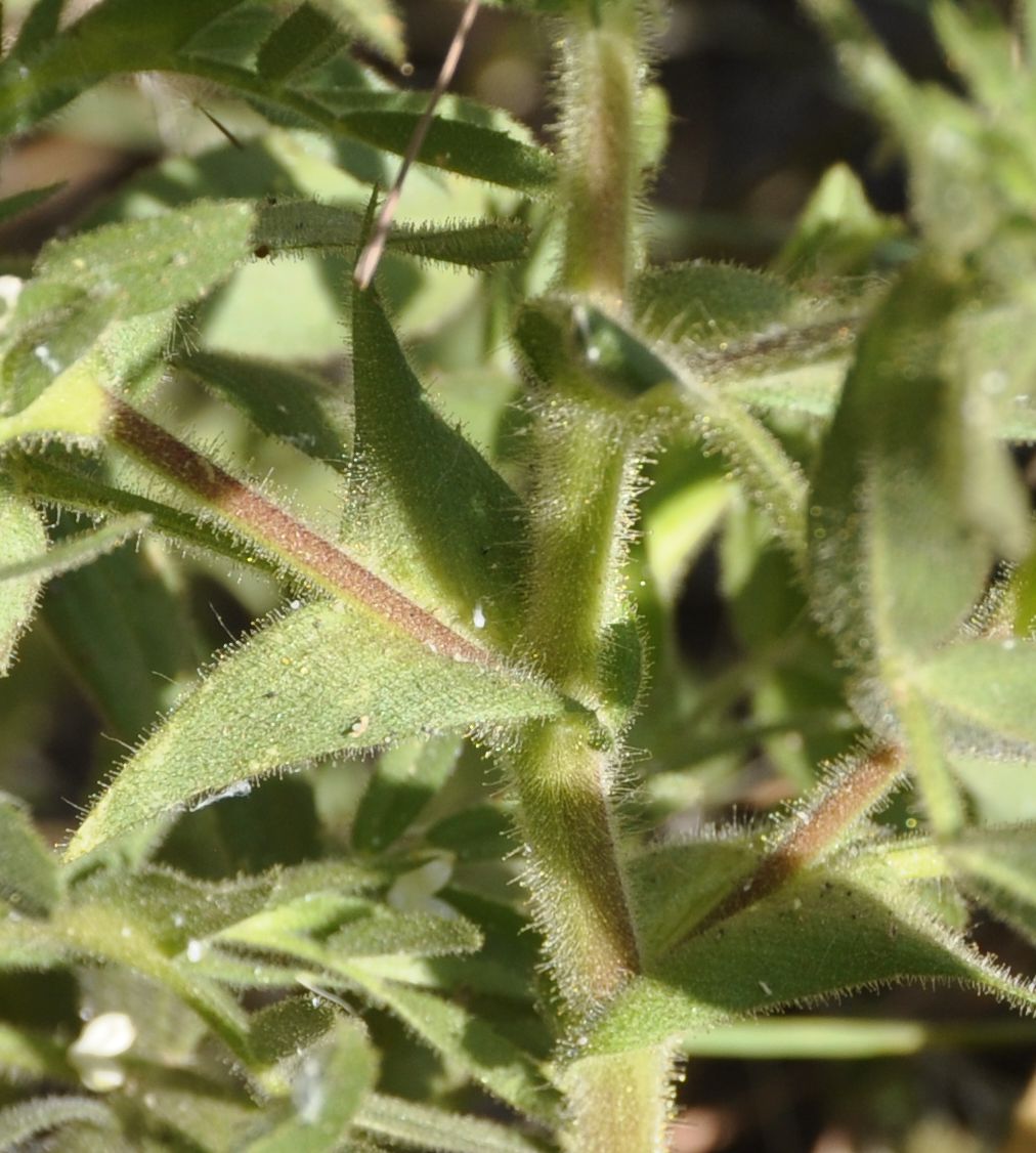 Image of Ononis pubescens specimen.