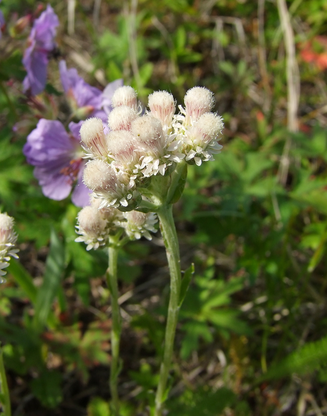 Изображение особи Antennaria dioica.