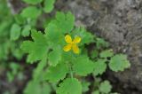 Chelidonium majus. Верхушка цветущего растения. Республика Адыгея, левый берег р. Белая чуть ниже устья руч. Большой Руфабго, лиственный лес. 28.04.2018.