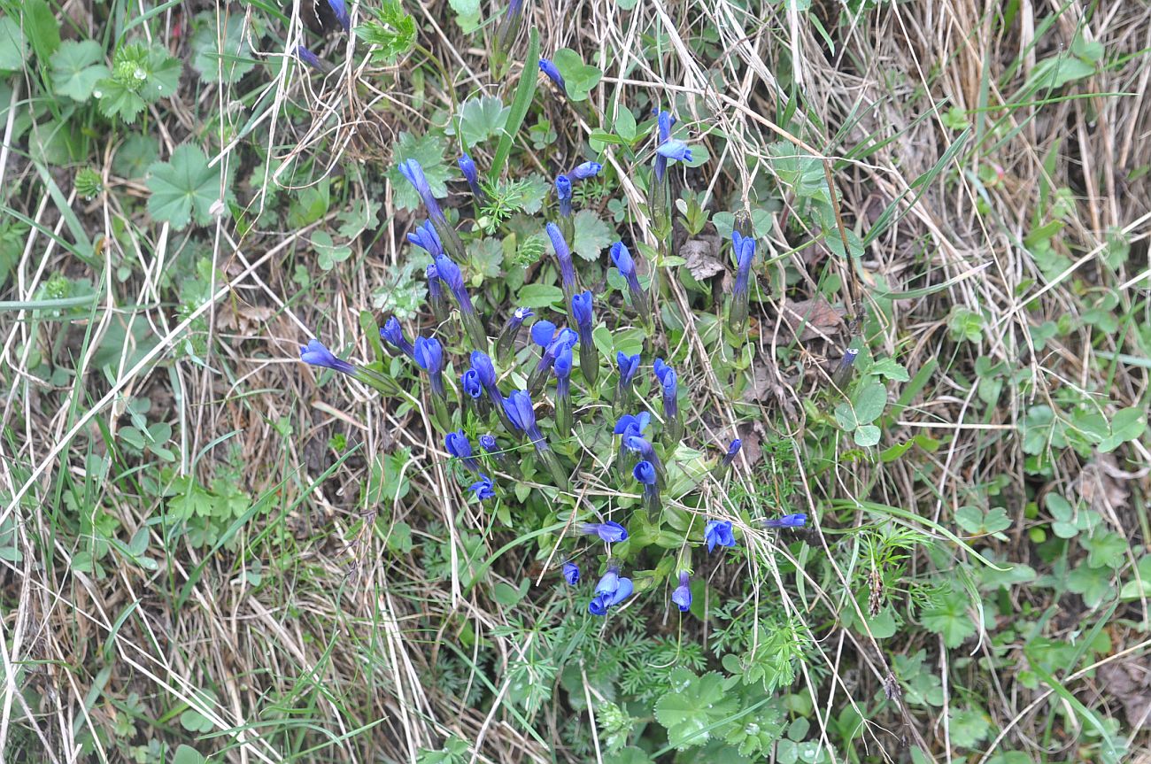 Image of Gentiana angulosa specimen.