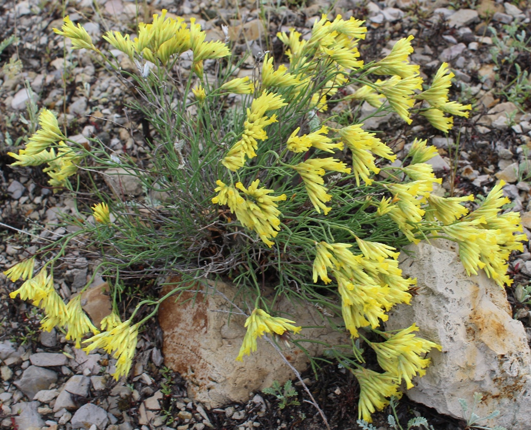 Изображение особи Limonium chrysocomum.