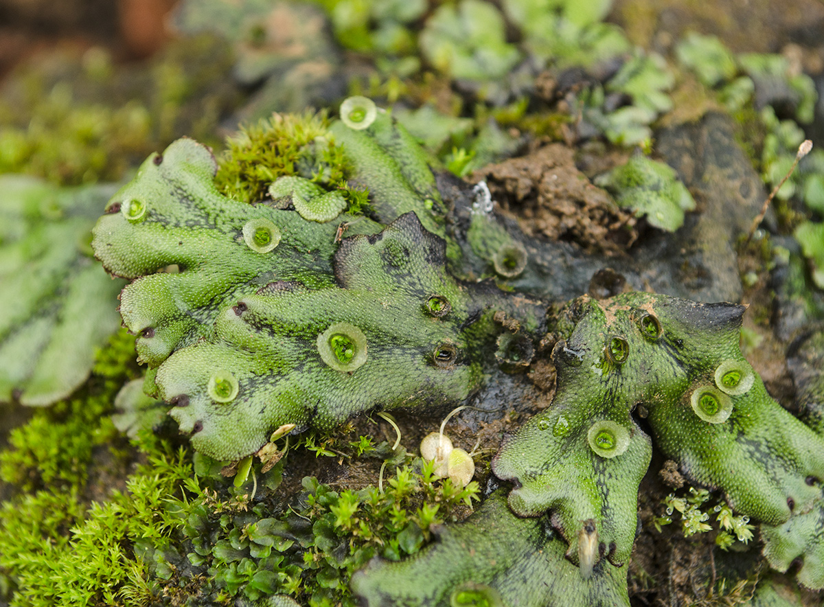 Изображение особи Marchantia polymorpha.