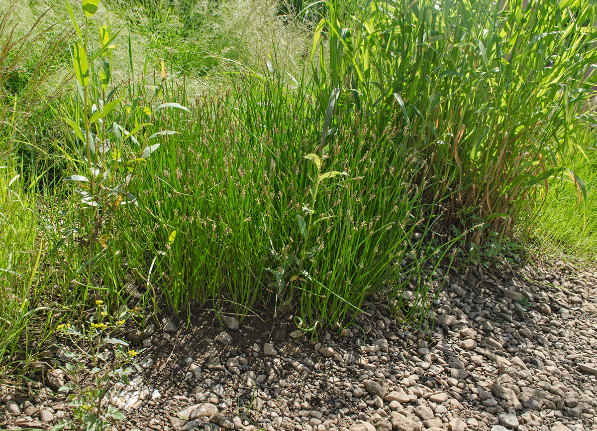 Image of genus Eleocharis specimen.