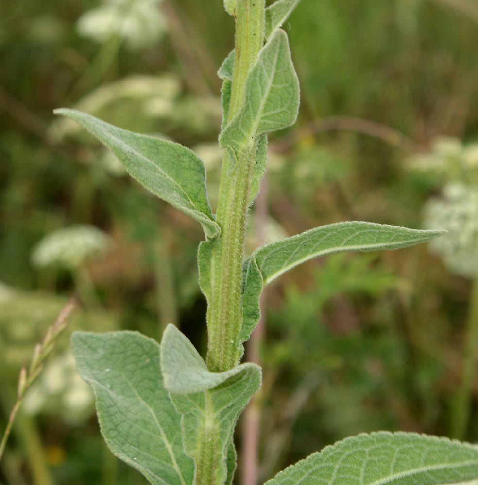 Image of Verbascum × semialbum specimen.