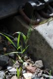 Triticum aestivum