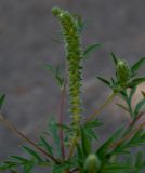 Ambrosia artemisiifolia