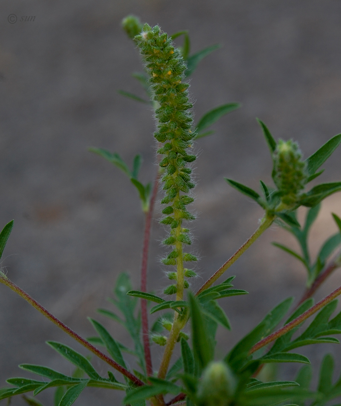 Image of Ambrosia artemisiifolia specimen.