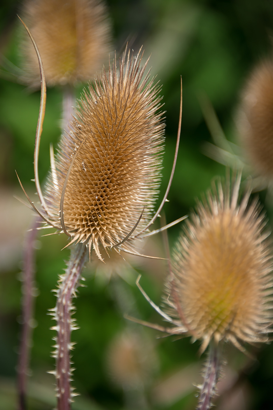 Image of Dipsacus sativus specimen.