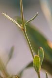 Gypsophila altissima