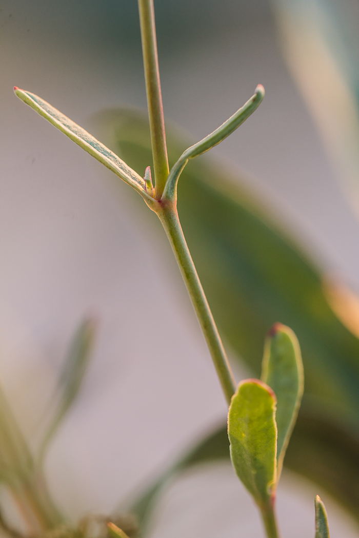 Image of Gypsophila altissima specimen.