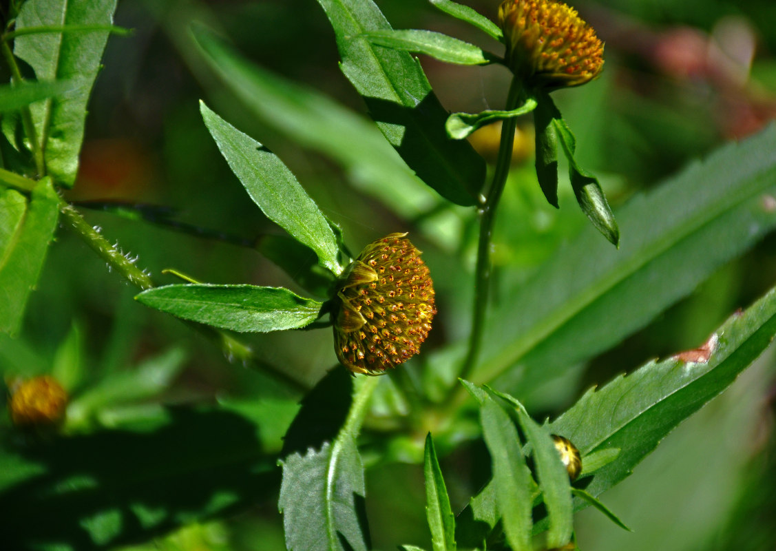 Изображение особи Bidens cernua.