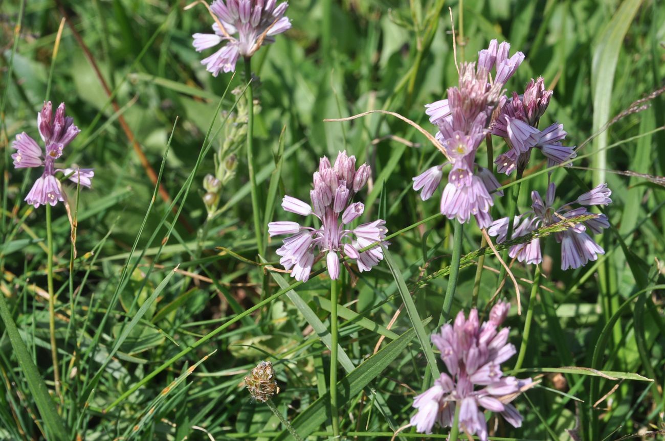 Изображение особи Allium kunthianum.