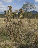 Inula thapsoides. Засыхающее плодоносящее растение. Краснодарский край, Крымский р-н, окр. хут. Гапоновского, гора Сагачёва (523), ≈ 520 м н.у.м., злаково-разнотравный луг на вершине с кустарниками и одиночными деревьями. 01.10.2016.