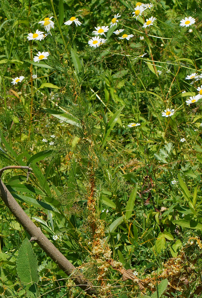 Image of Cuscuta campestris specimen.