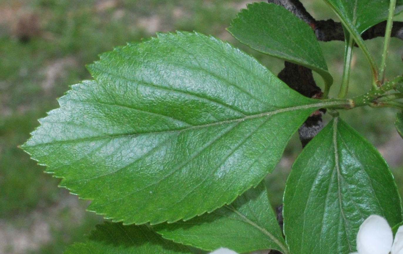 Изображение особи род Crataegus.