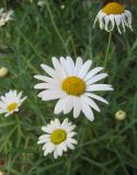 Argyranthemum frutescens. Верхушка цветущего растения. Санкт-Петербург, в культуре. 4 июня 2010 г.