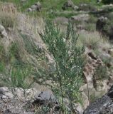 Asparagus officinalis