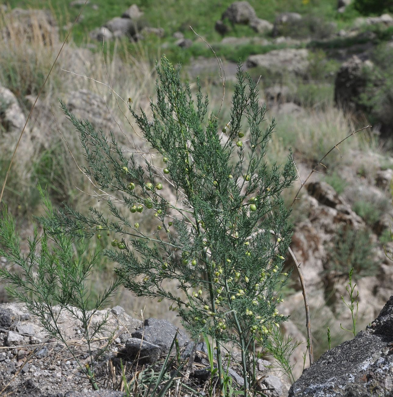 Изображение особи Asparagus officinalis.