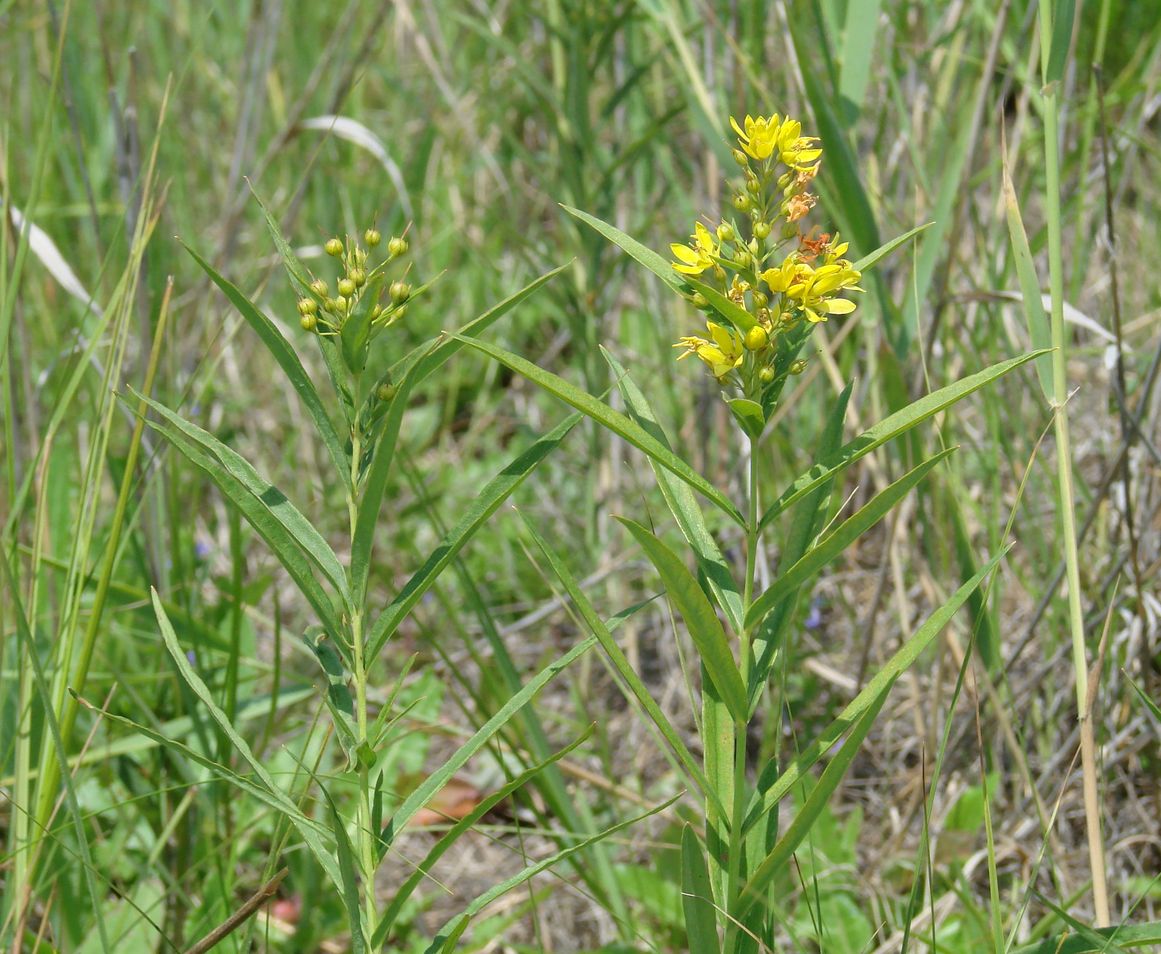 Image of Lysimachia davurica specimen.
