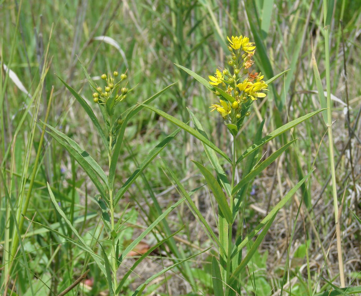 Изображение особи Lysimachia davurica.