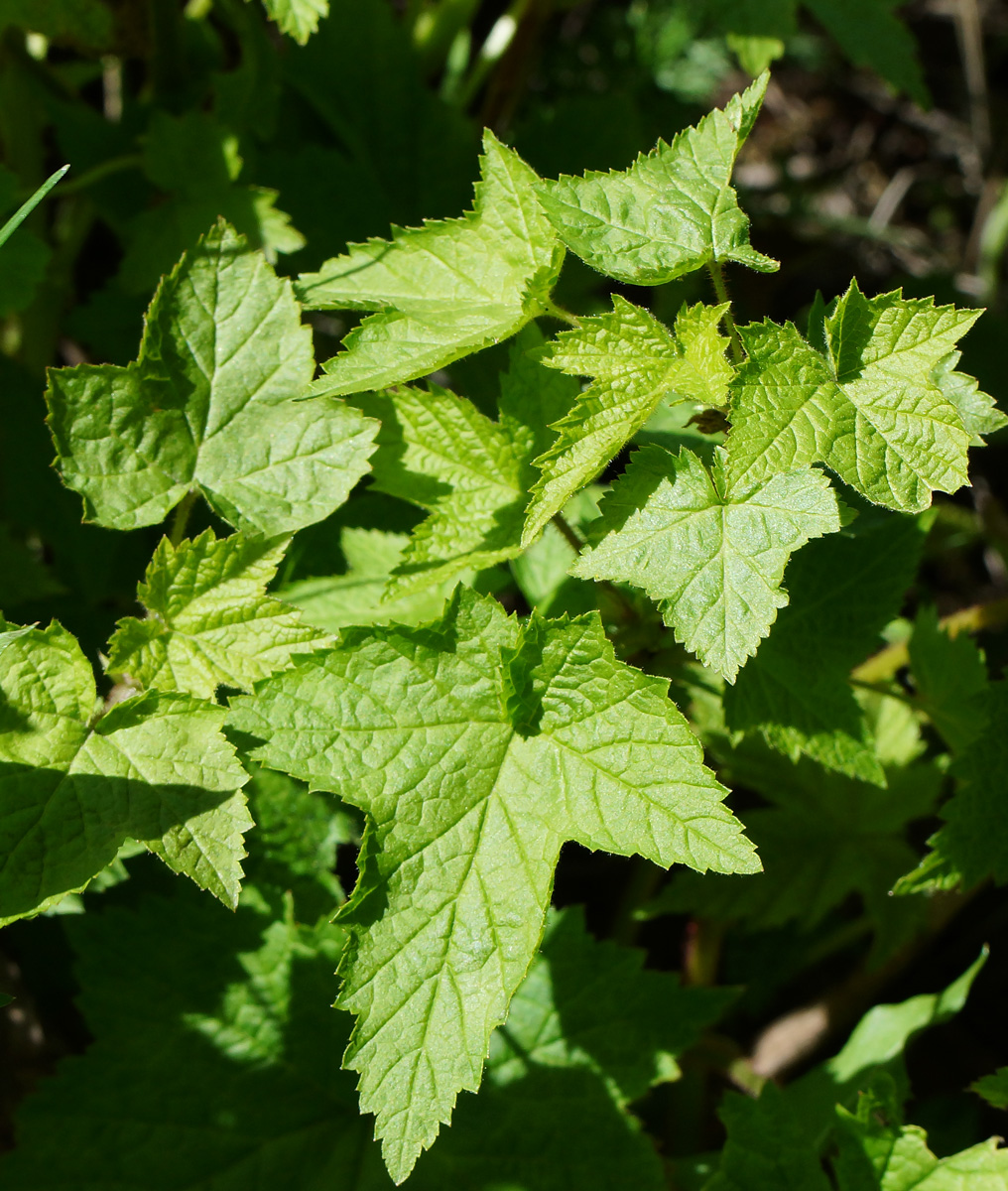 Изображение особи Rubus odoratus.