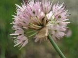 Allium strictum