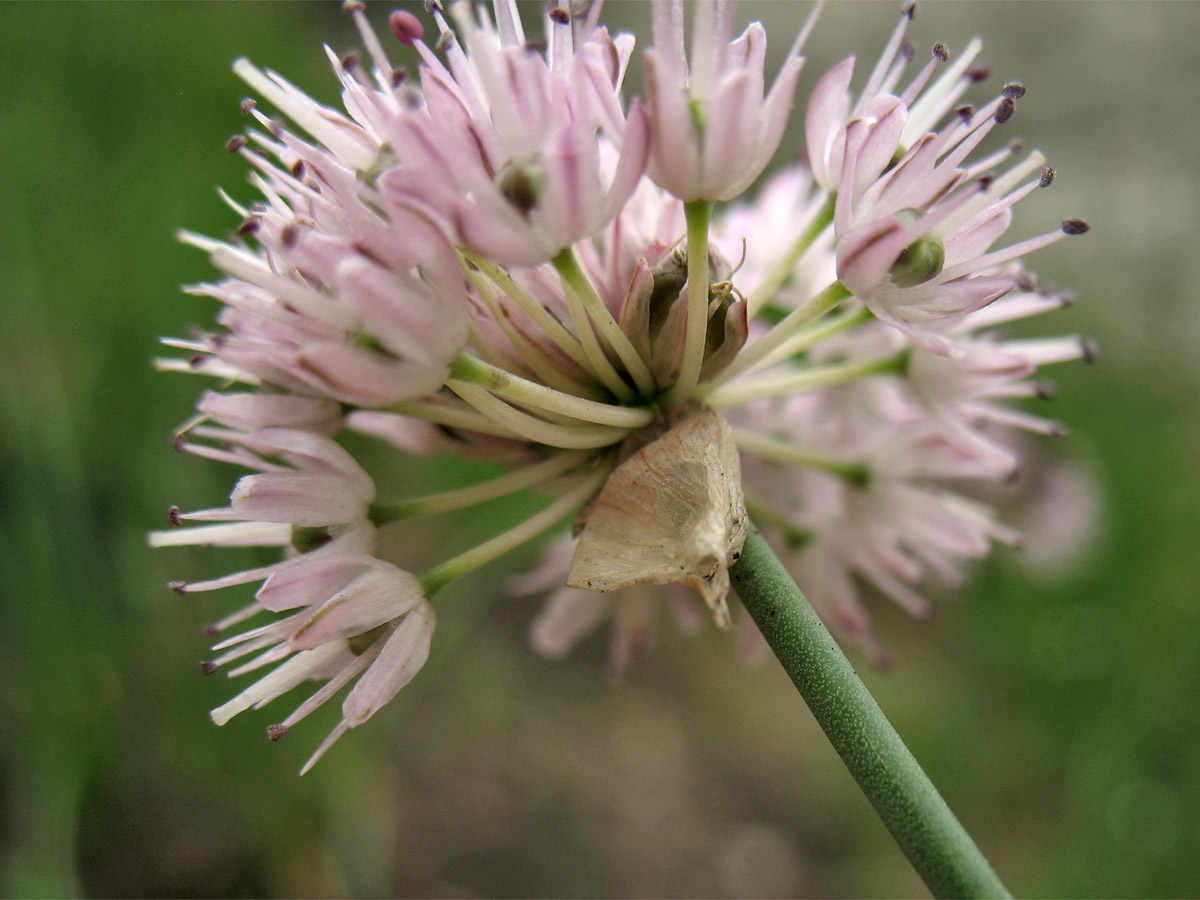 Image of Allium strictum specimen.