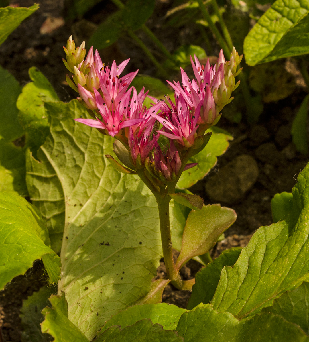 Image of Sedum spurium specimen.