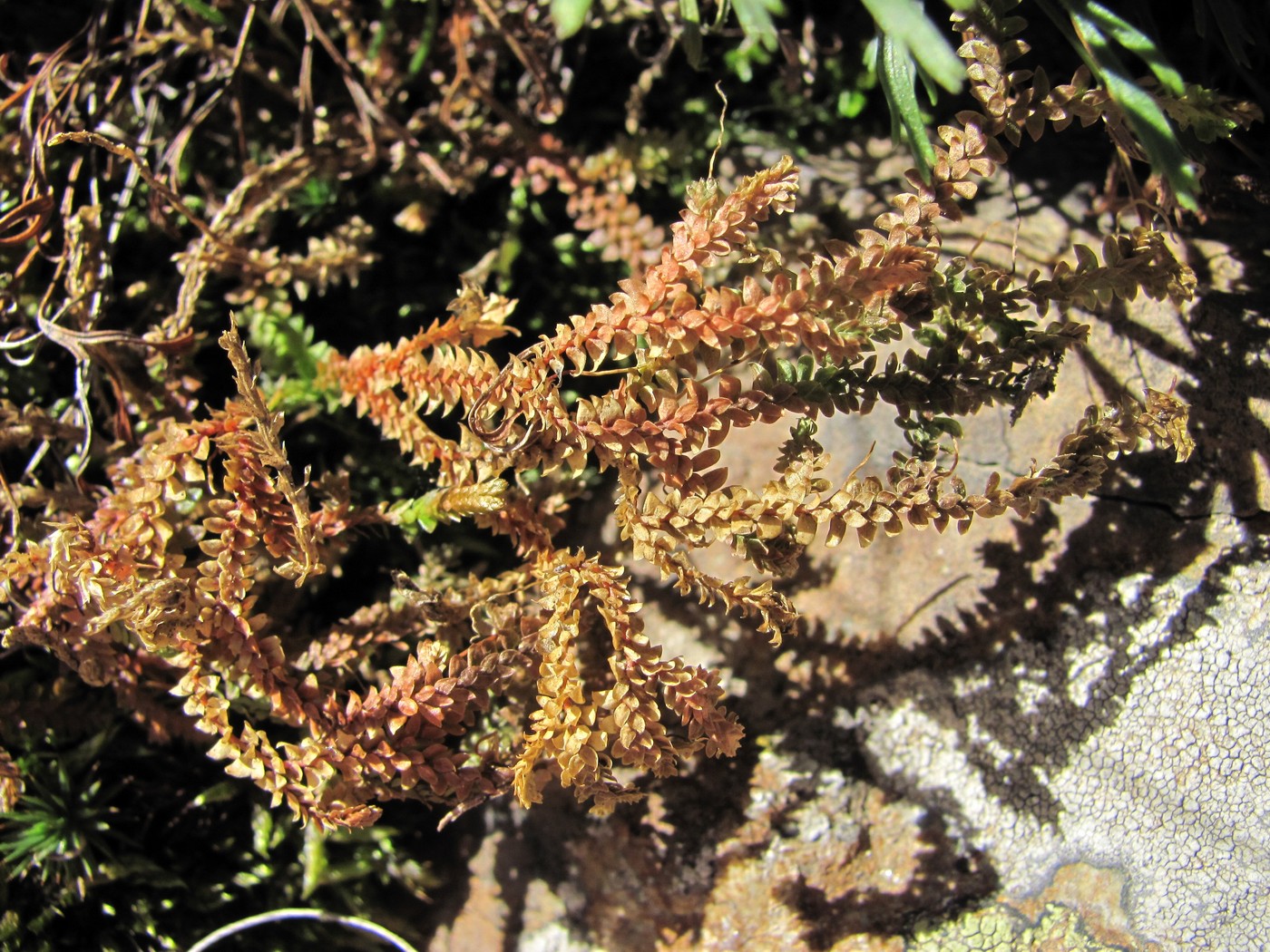 Image of Selaginella helvetica specimen.