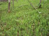Lycopodium annotinum. Покров из плауна. Башкирия, окр. Белорецка, гора Мраткина, нижняя часть западного склона. Сосново-берёзовый лес. Вторая декада июня.