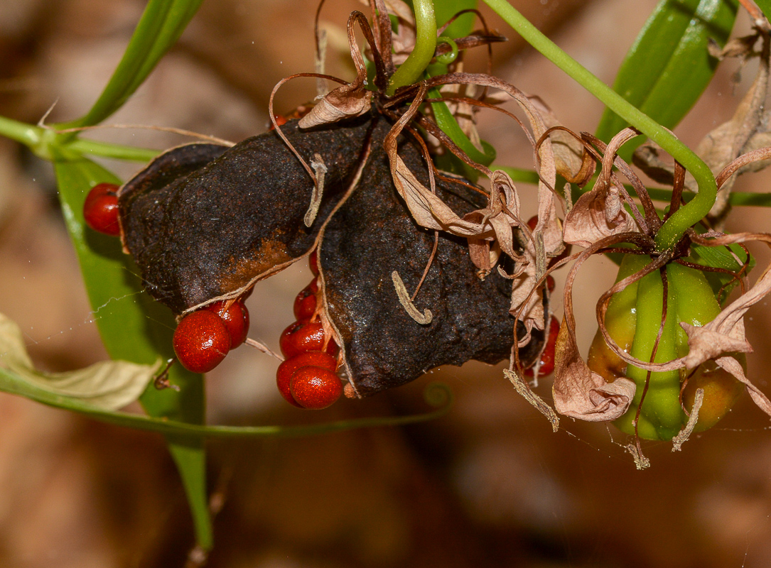 Image of Gloriosa superba specimen.