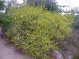 Calothamnus quadrifidus