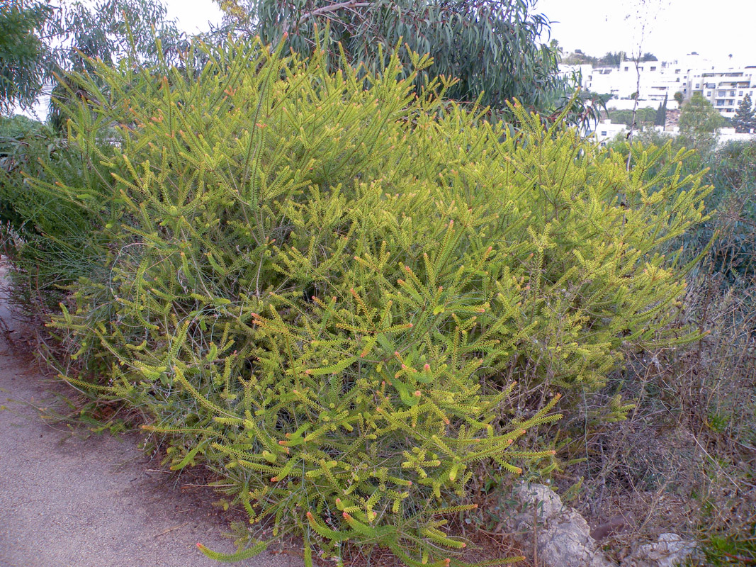 Image of Calothamnus quadrifidus specimen.