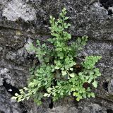 Asplenium ruta-muraria. Растение на парапете террасы перед Ново-Афонским монастырём. Абхазия, 03.06.2007.