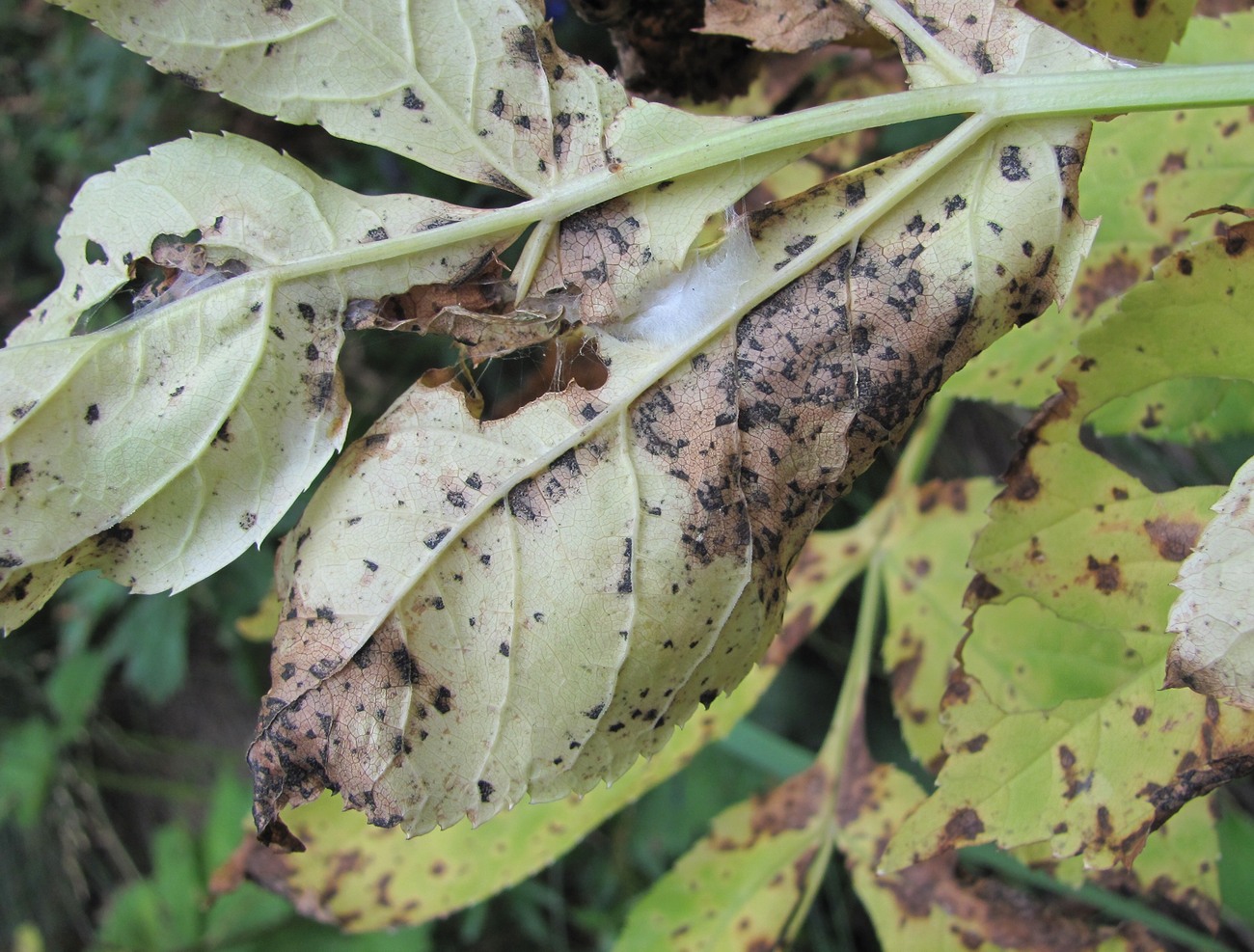 Изображение особи Angelica purpurascens.