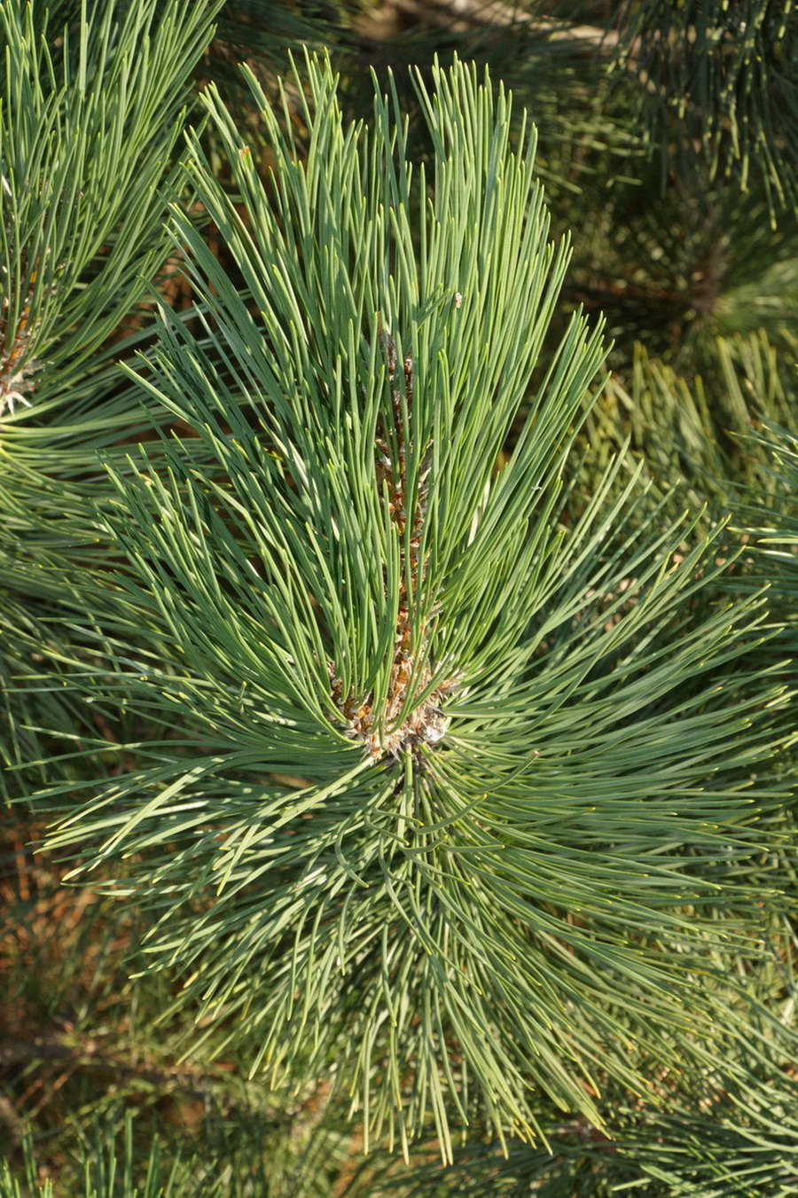 Изображение особи Pinus radiata.
