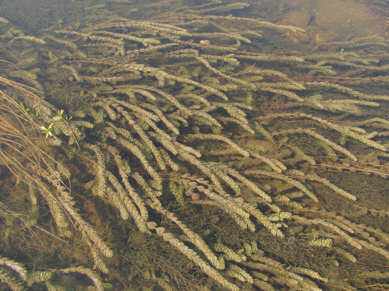 Image of Myriophyllum sibiricum specimen.