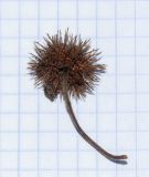 Sparmannia africana