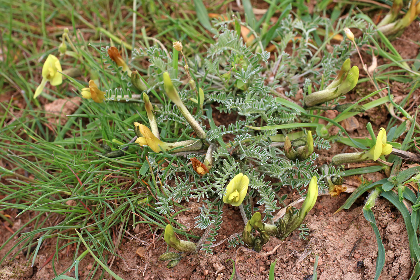 Image of Astragalus dianthus specimen.