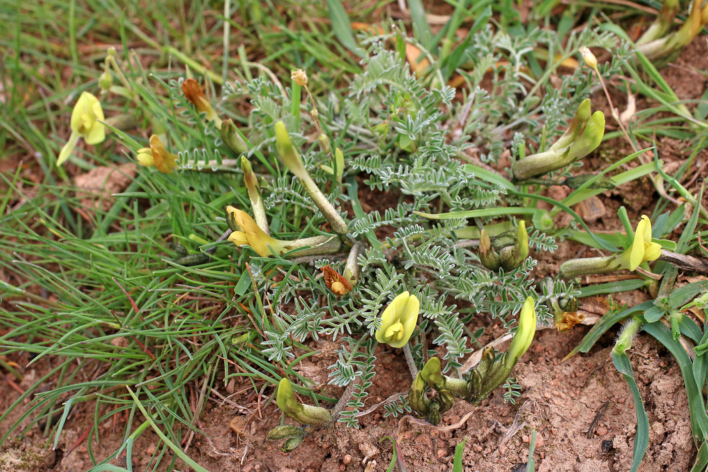 Изображение особи Astragalus dianthus.