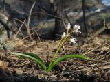 Scilla bifolia