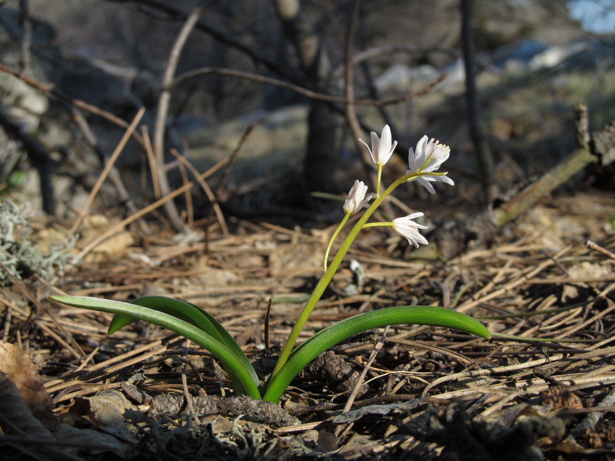 Изображение особи Scilla bifolia.