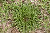 Taraxacum officinale